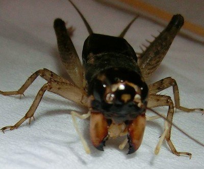 斗蟋品质讲解,怎么辨别斗蟋蟀的好坏