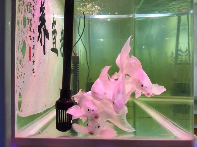 观赏鱼容易惊吓,如何降低观赏鱼应激