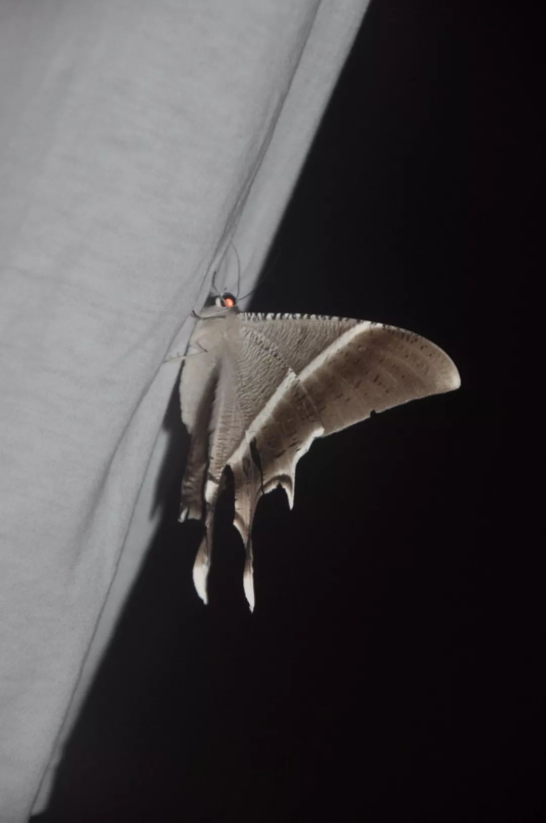 传说中的蛊虫真的有吗,传说中的扑棱蛾子