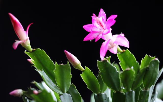 开花超美de仙人掌三千金：蟹爪兰、仙人指、假昙花，你能分清吗？