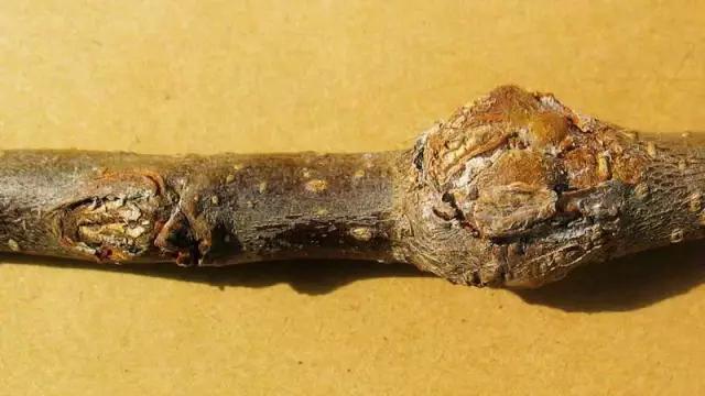 苹果的主要病虫害及如何防治,防治苹果病害的方法