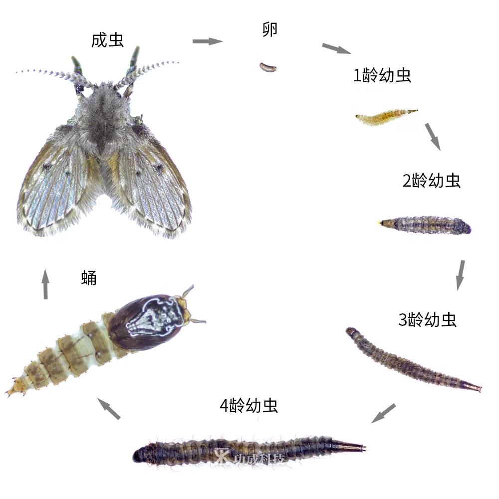 卫生间小虫子蛾蠓怎么来的,卫生间有小虫蛾蚋怎么治