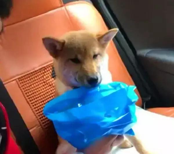 狗狗晕车后喝水呕吐脱水,狗狗晕车吐了主人看到也吐了