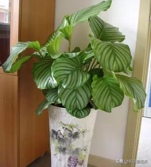 适合客厅养的容易养的绿植,适合客厅养的四季绿植好养