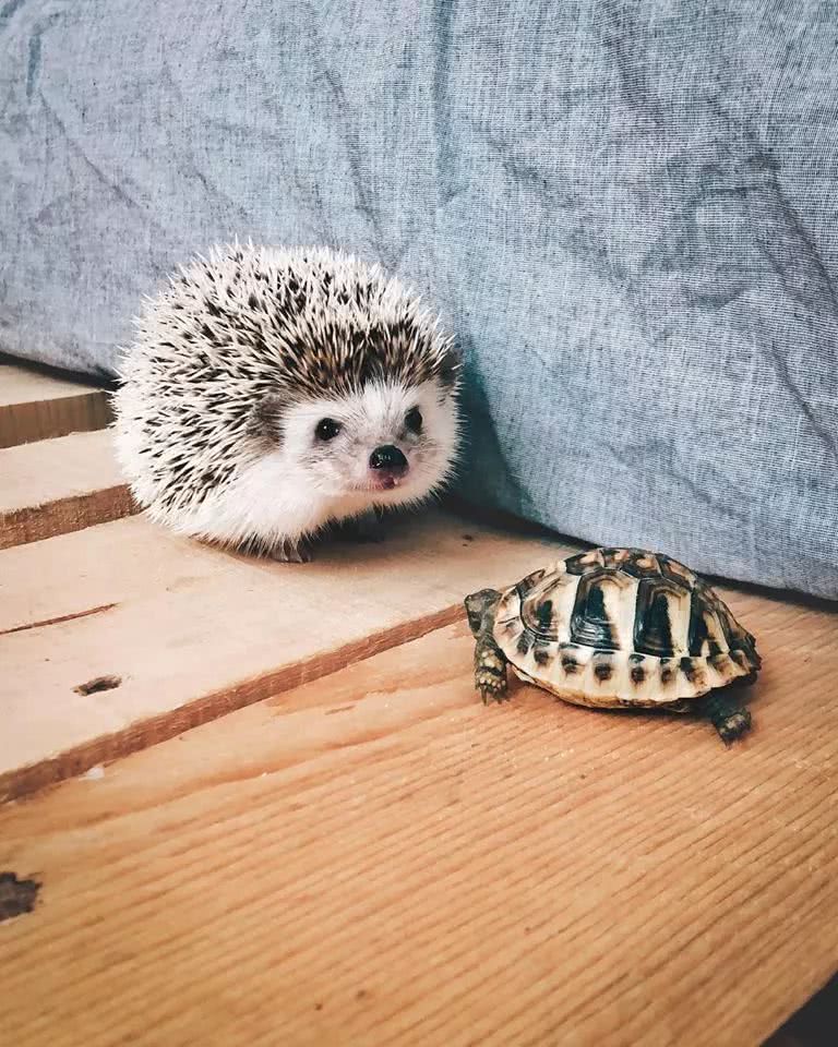 网红小刺猬——过成了你最想要的样子。