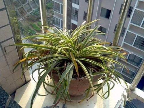 吊兰干了还能救活吗,吊兰干得快什么原因