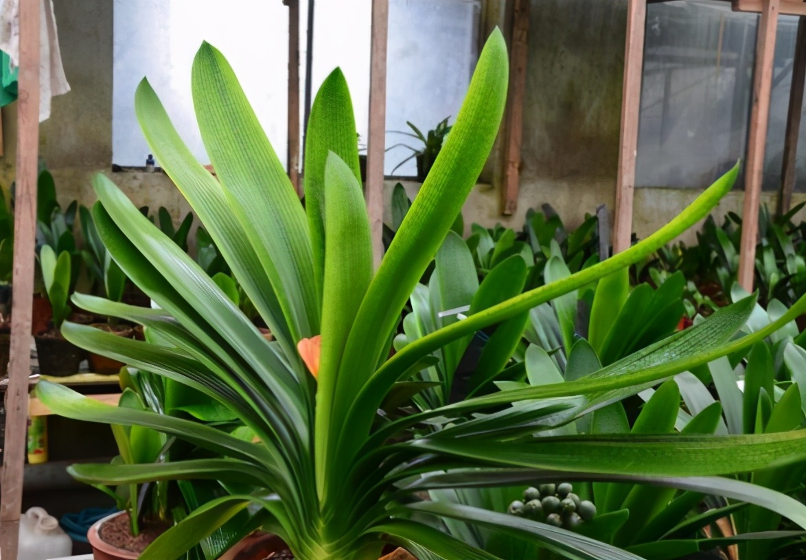 新手应该掌握的12个养花技巧,养花技巧记住这4点才算入门