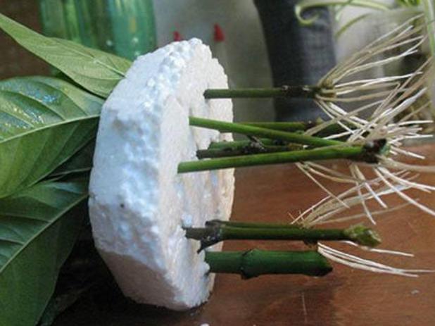 栀子花水培扦插是放阳光下直晒吗,栀子花水培扦插有绒毛是怎么回事