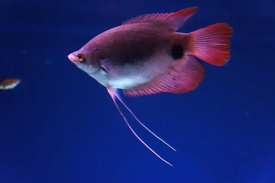 澶т笣瓒抽矆鍜屾嫑璐㈤奔,涓濊冻椴堟嫑璐㈤奔