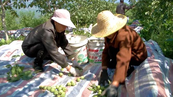 邯郸白露,涉县白露打核桃视频