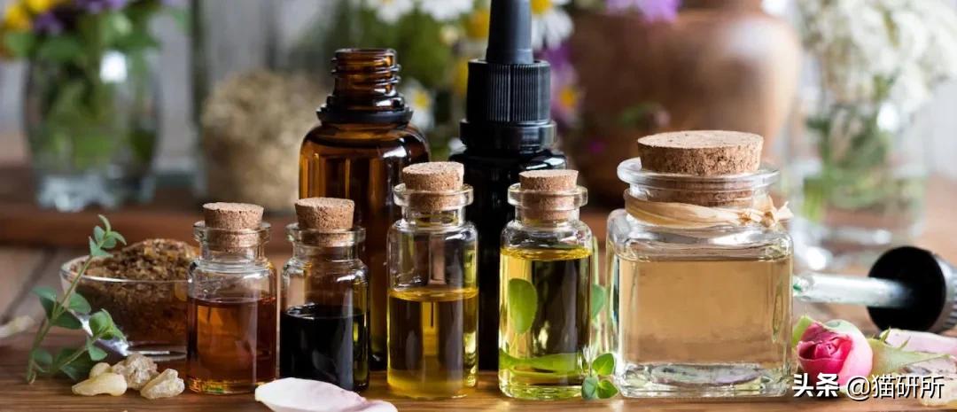 什么精油对猫有危害,猫咪精油有必要用吗