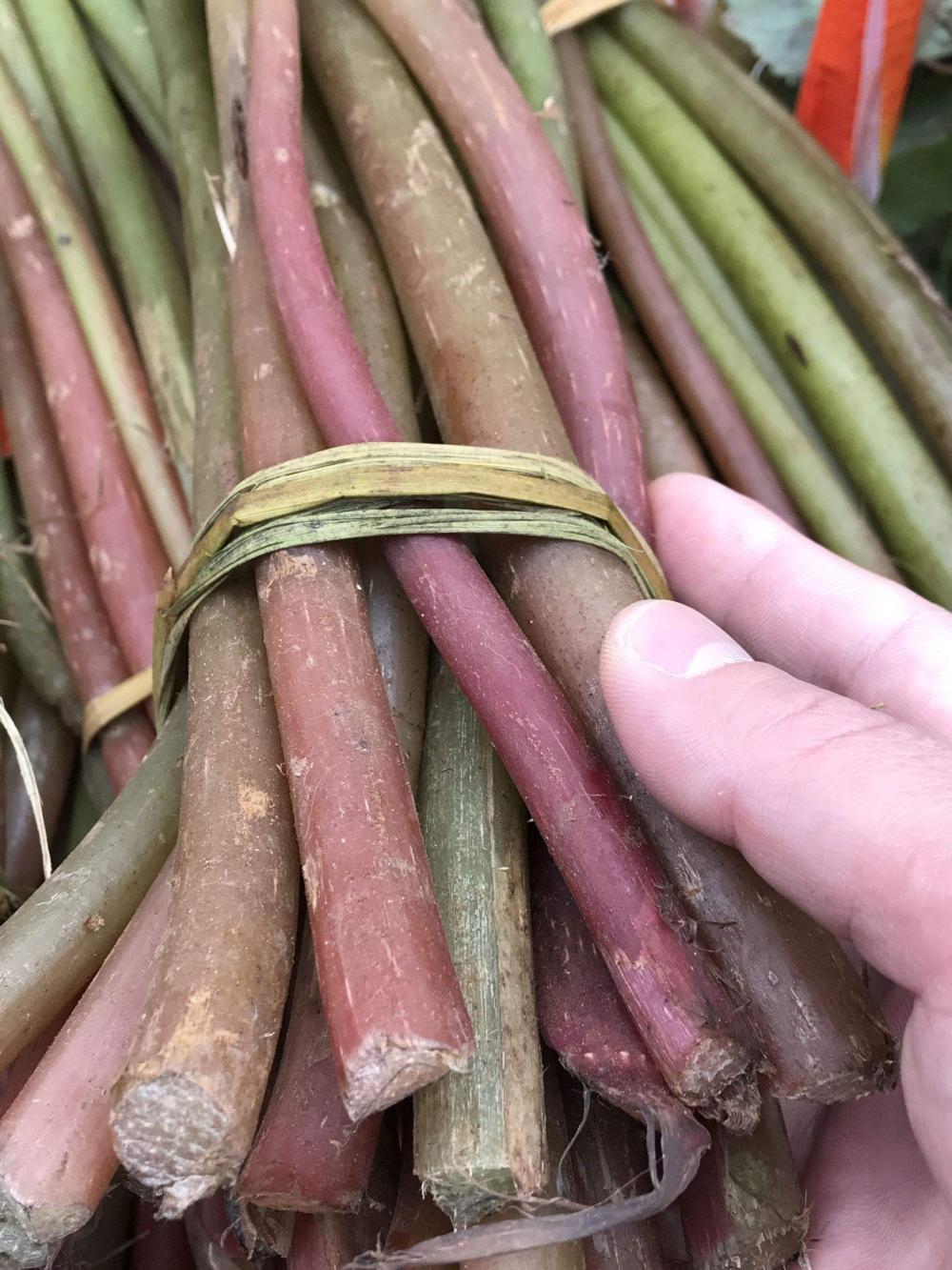 比酸料还酸的山野果,一种能吃的酸的野菜