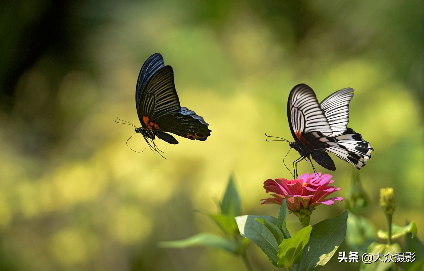 他7年专注拍蝴蝶,获“蝶痴”、“蝶仙”雅号