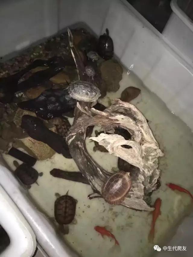 白色环境和黑色环境养出来的龟,古法养龟环境布置