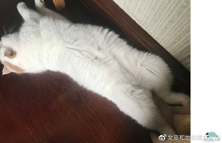 网红王大拿,王大拿网红探店