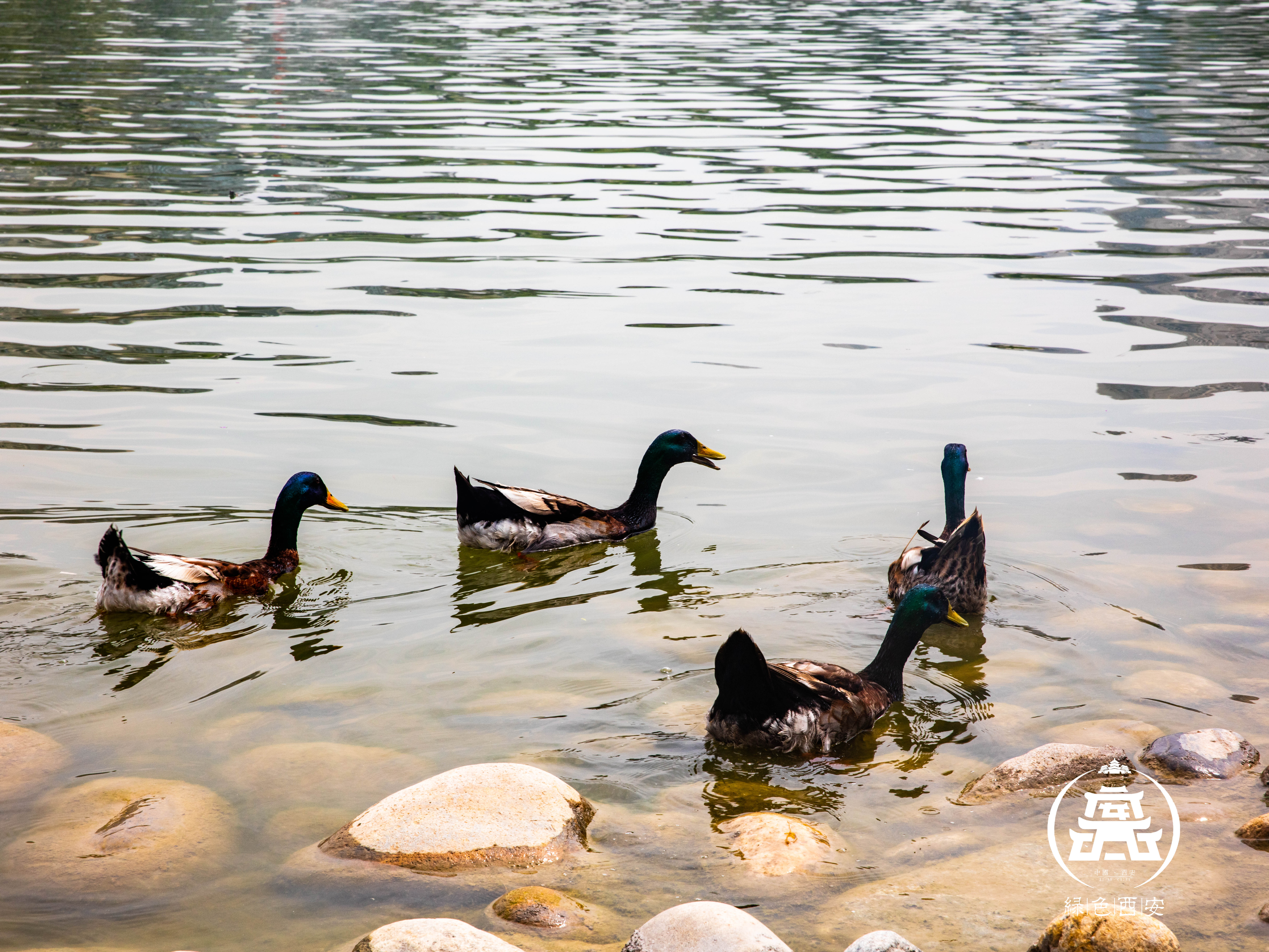 西安西部最强城市排名,关中为啥只有西安最牛
