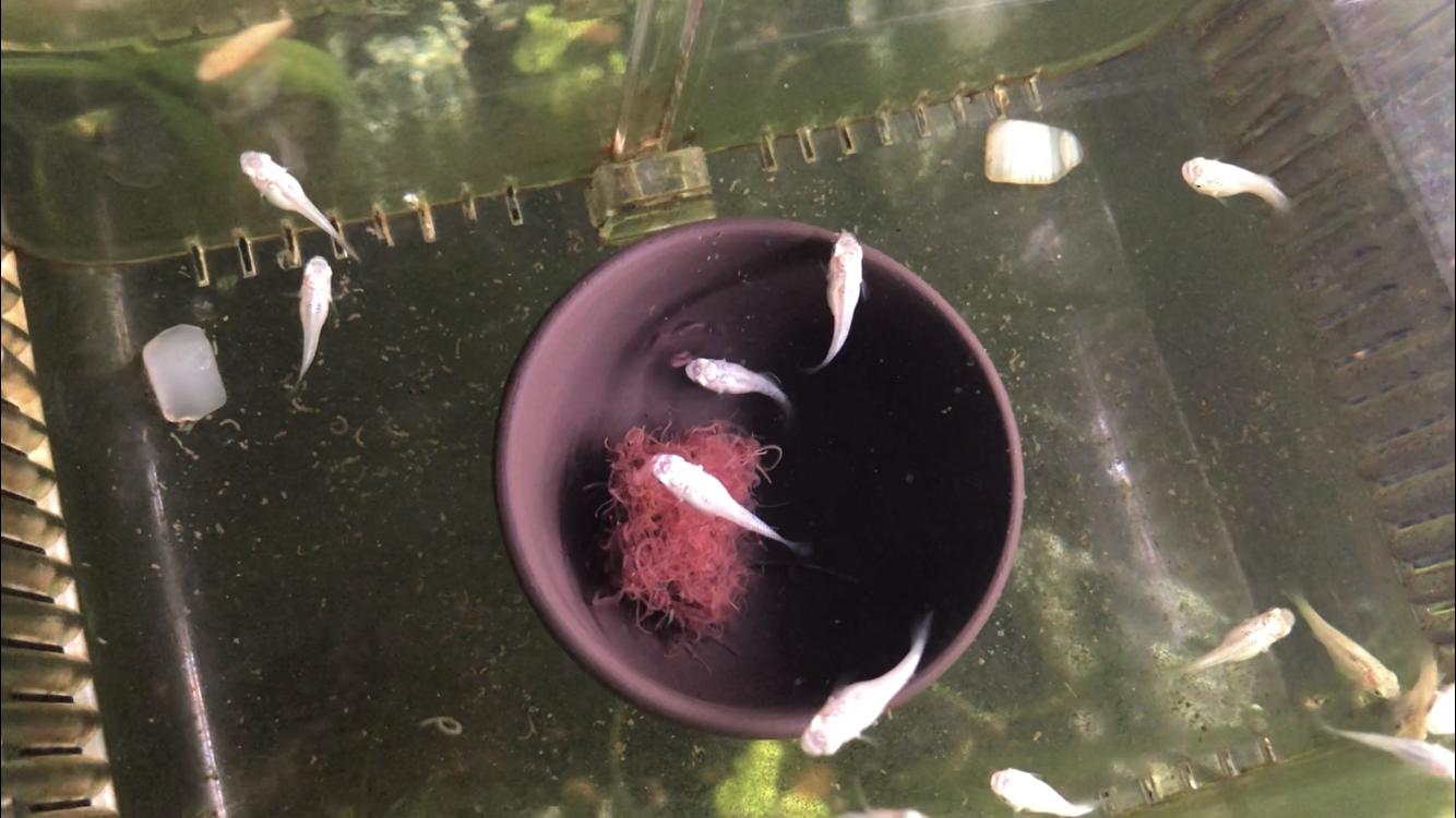 网上买的红线虫到家怎么处理,红线虫鱼儿能吃吗