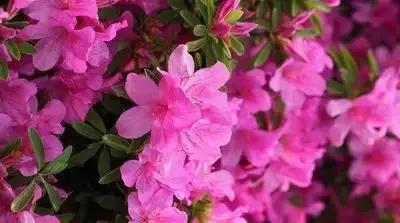 100种花的花语以及送花礼仪分享,100种花的名字和图片带花语