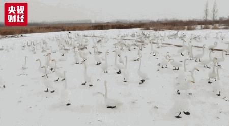 极寒天气冷过南极,零下35度南极极寒