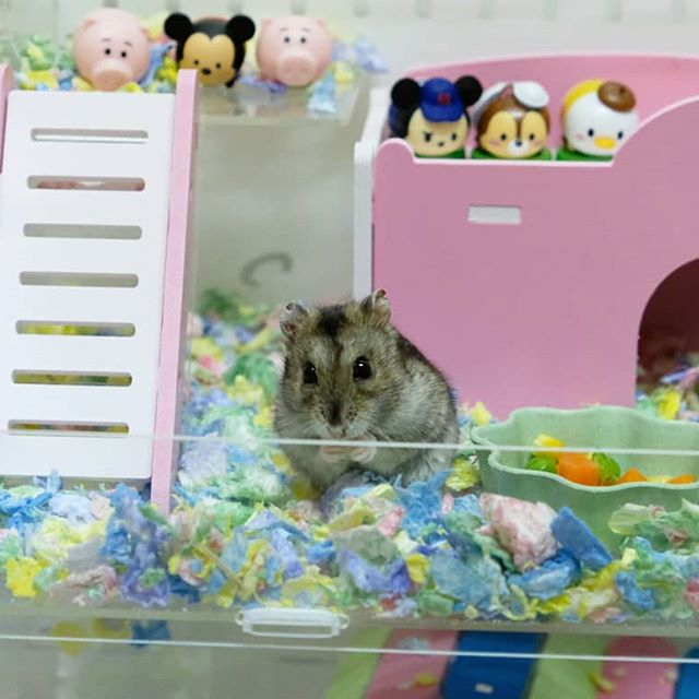仓鼠养的太多了怎么办,仓鼠怎么养教你学会养鼠技巧