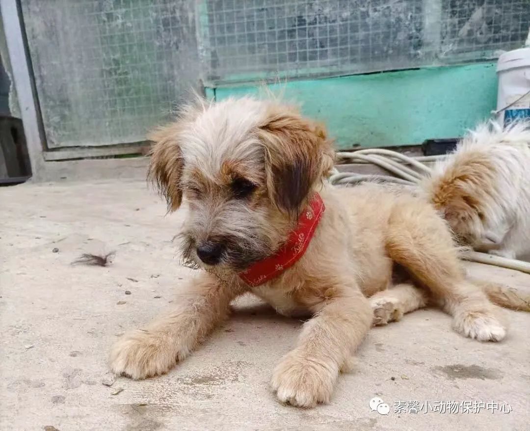 领养代替购买|2021年6月份福州线上宠物领养活动