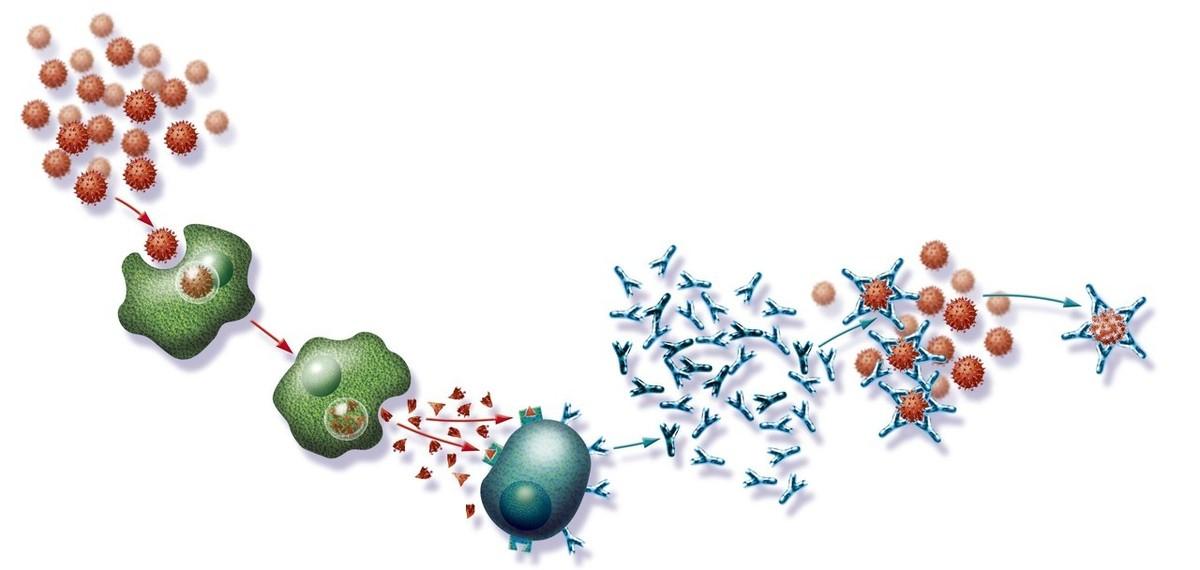 每到春天就过敏,真是免疫力太低么?季节性过敏要“按时”吃药