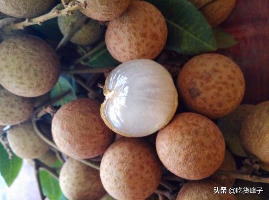 夏天，爱吃龙眼的要注意，牢记“四个一”，教你挑香甜多汁的龙眼
