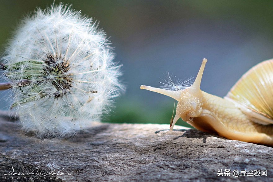 最漂亮的蜗牛图片,100幅蜗牛图片