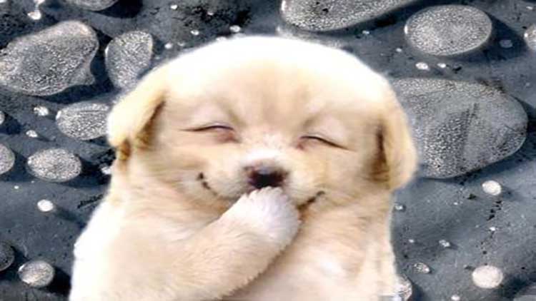 详细介绍下狗狗不听话怎么调教,怎么调教不听话的狗狗