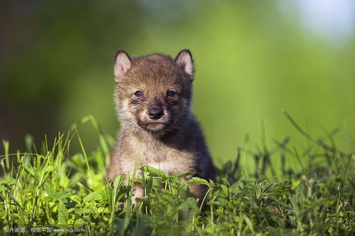 狼图腾小狼之死宁死要尊严,欲与肉*天升**