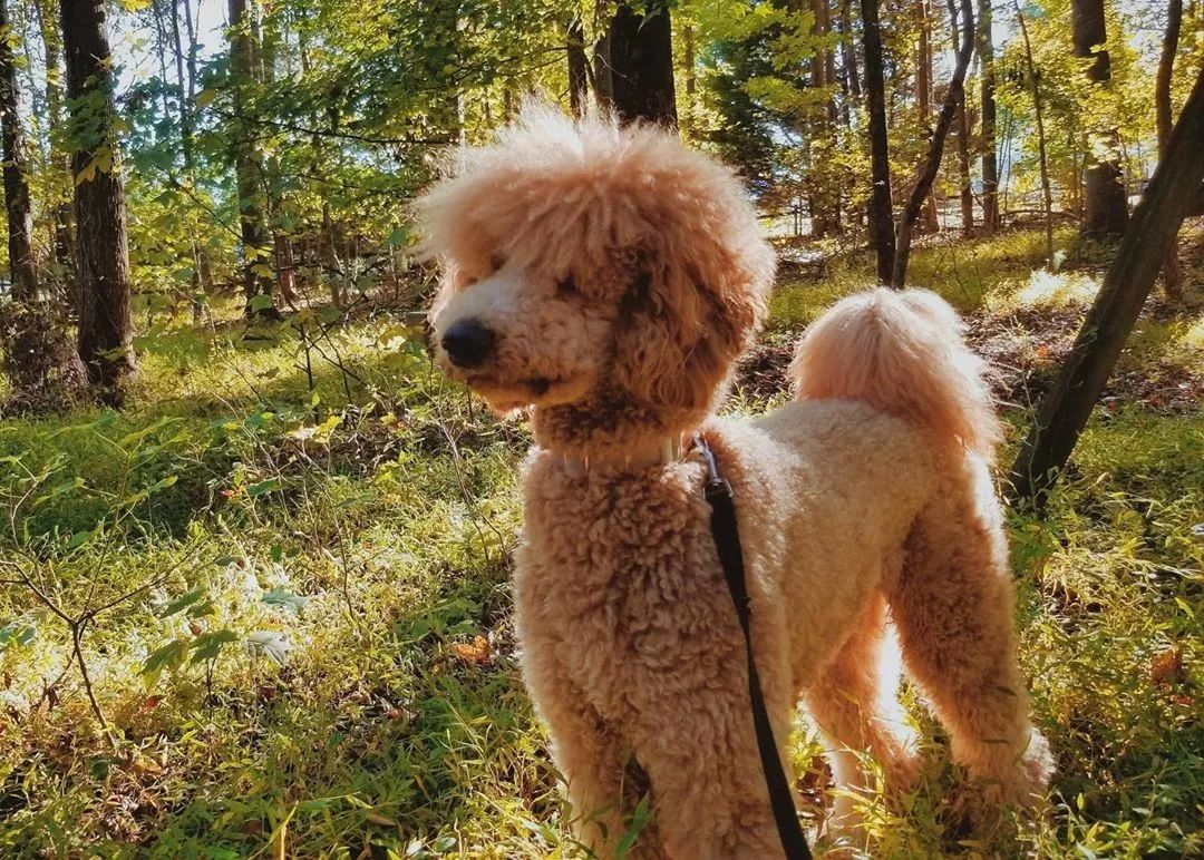 养了这么多狗狗老了都送哪去了,养了这么多年的狗都会心疼