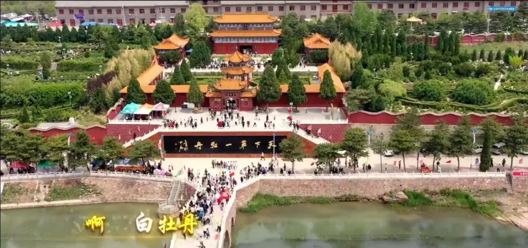 古县千年牡丹花视频,山西临汾古县看千年牡丹