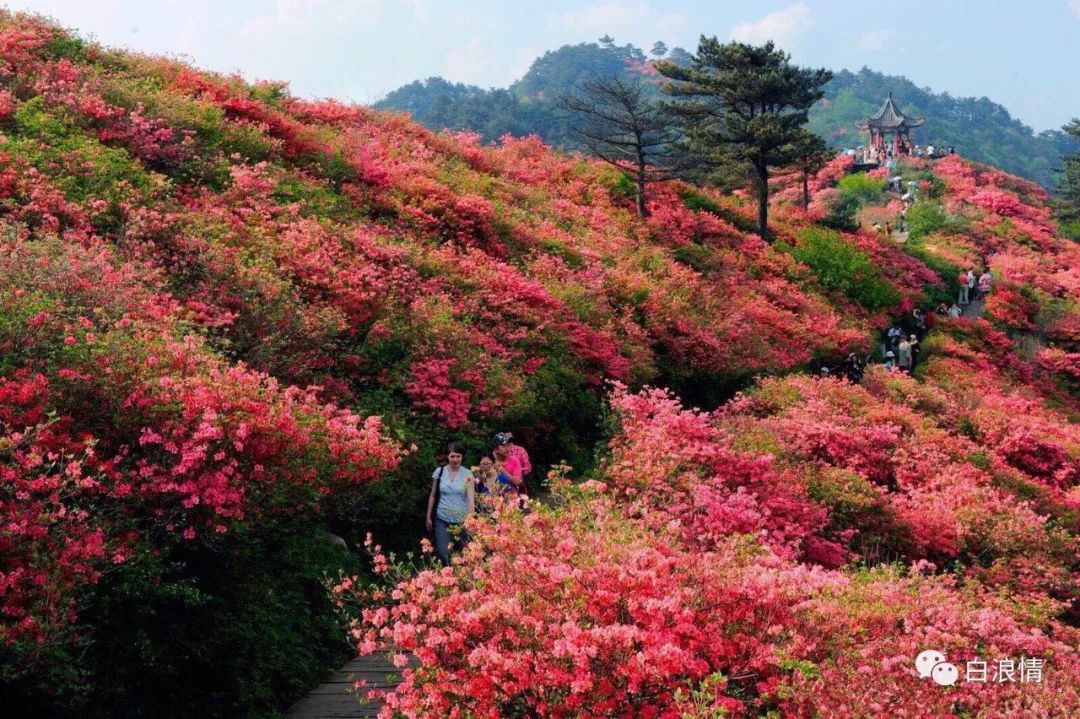 散文杜鹃花开了,散文又见满山杜鹃红