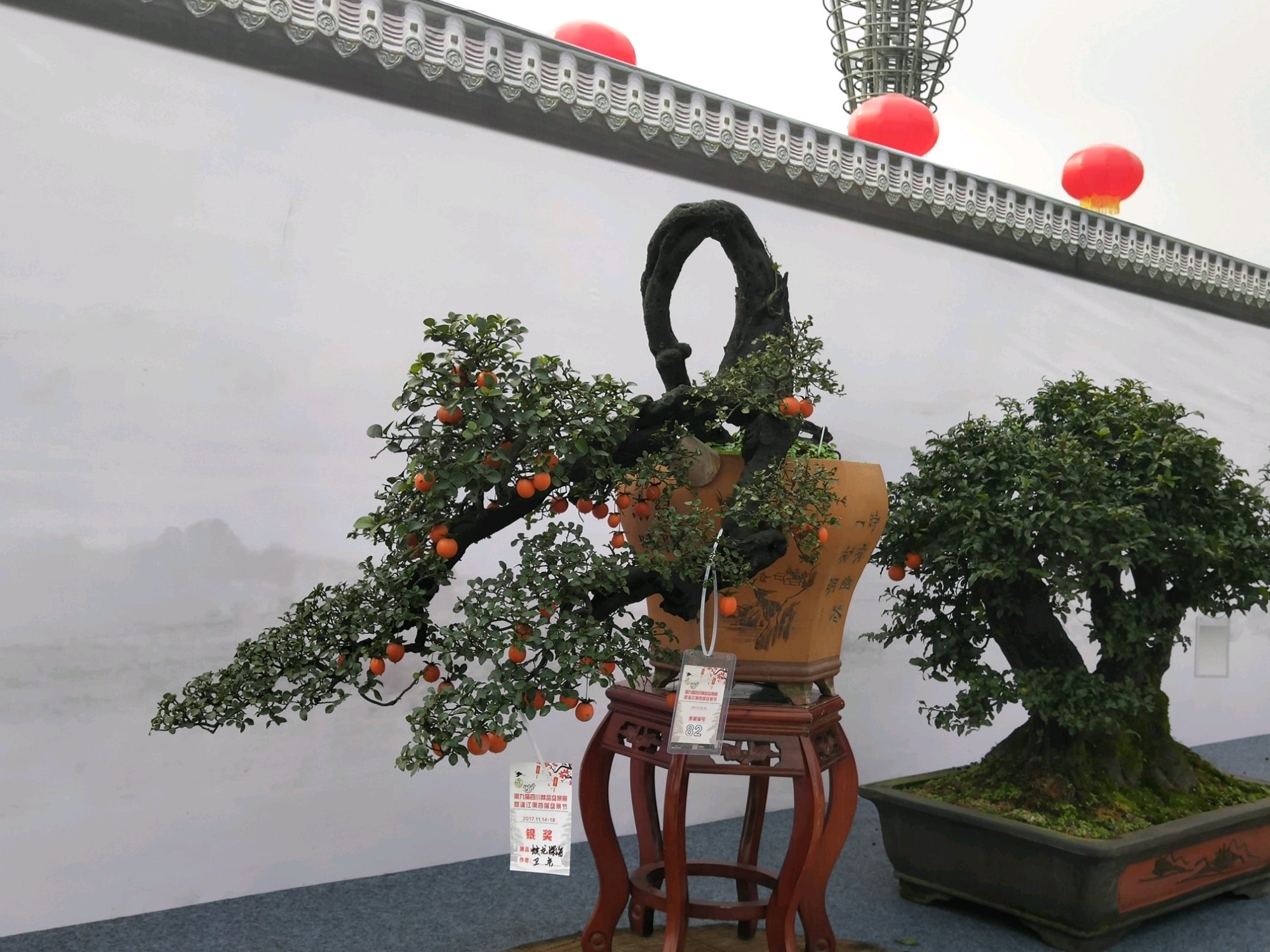 金弹子盆景怎么养才会长得快,金弹子盆景怎么养才能多结果