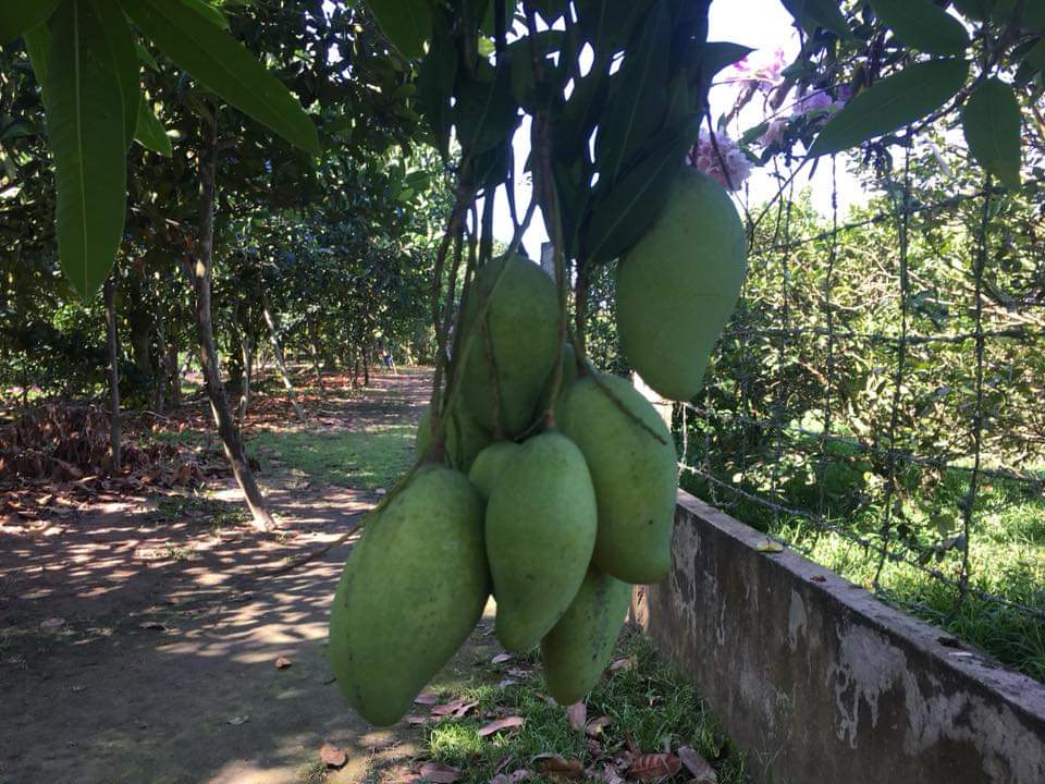 越南芹苴水上活动,越南芹苴水上市场