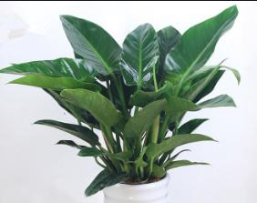 金钻锈斑病怎么办,金钻出现叶斑病应该如何处理