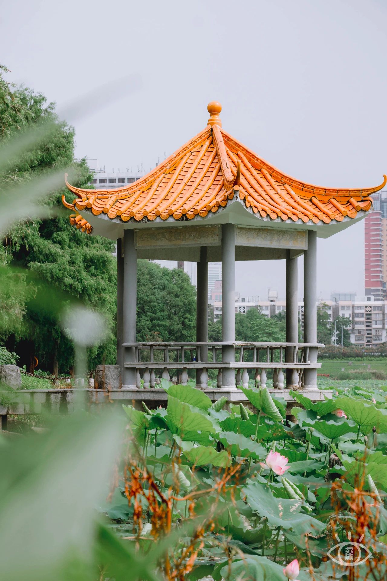 深圳洪湖公园7月18号还有荷花吗,深圳洪湖公园现在有荷花开吗