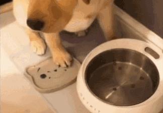 狗狗嘴边挂粘稠口水还呕吐咋回事,狗狗不吃食物没精打采呕吐怎么办