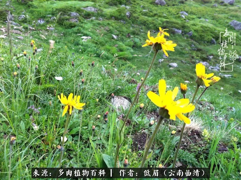 多肉看多了审美疲劳,今晚上点不一样的野味