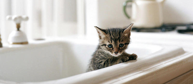 如何给猫咪洗澡猫咪才不反抗,怎样给猫咪洗澡猫咪不害怕