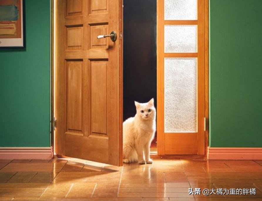 白猫“化身”*男美**子,与主人甜蜜同居,猫咪治愈剧《快过来》真甜