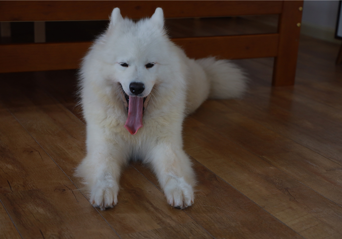 狗狗流鼻血是什么病的前兆,狗狗鼻口有白色浓鼻涕是怎么回事