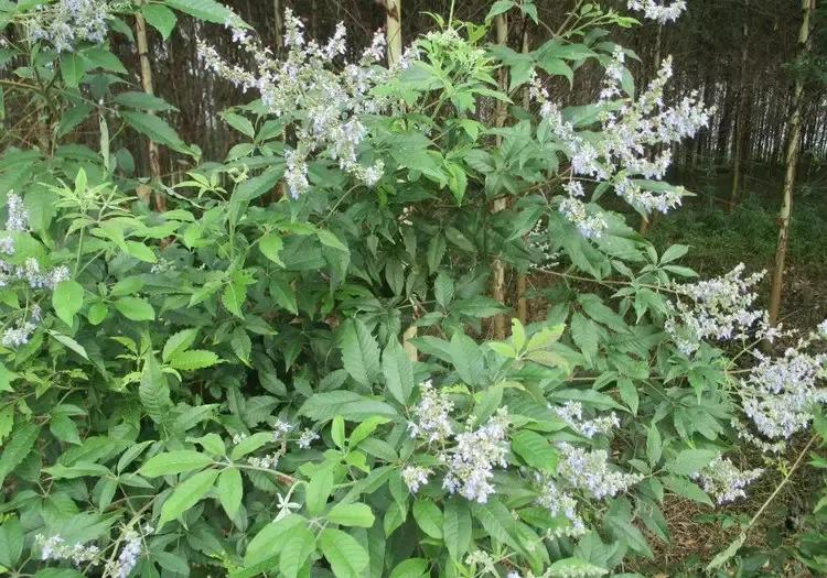 粽子的味道作文400字,粽子的味道一年级写话