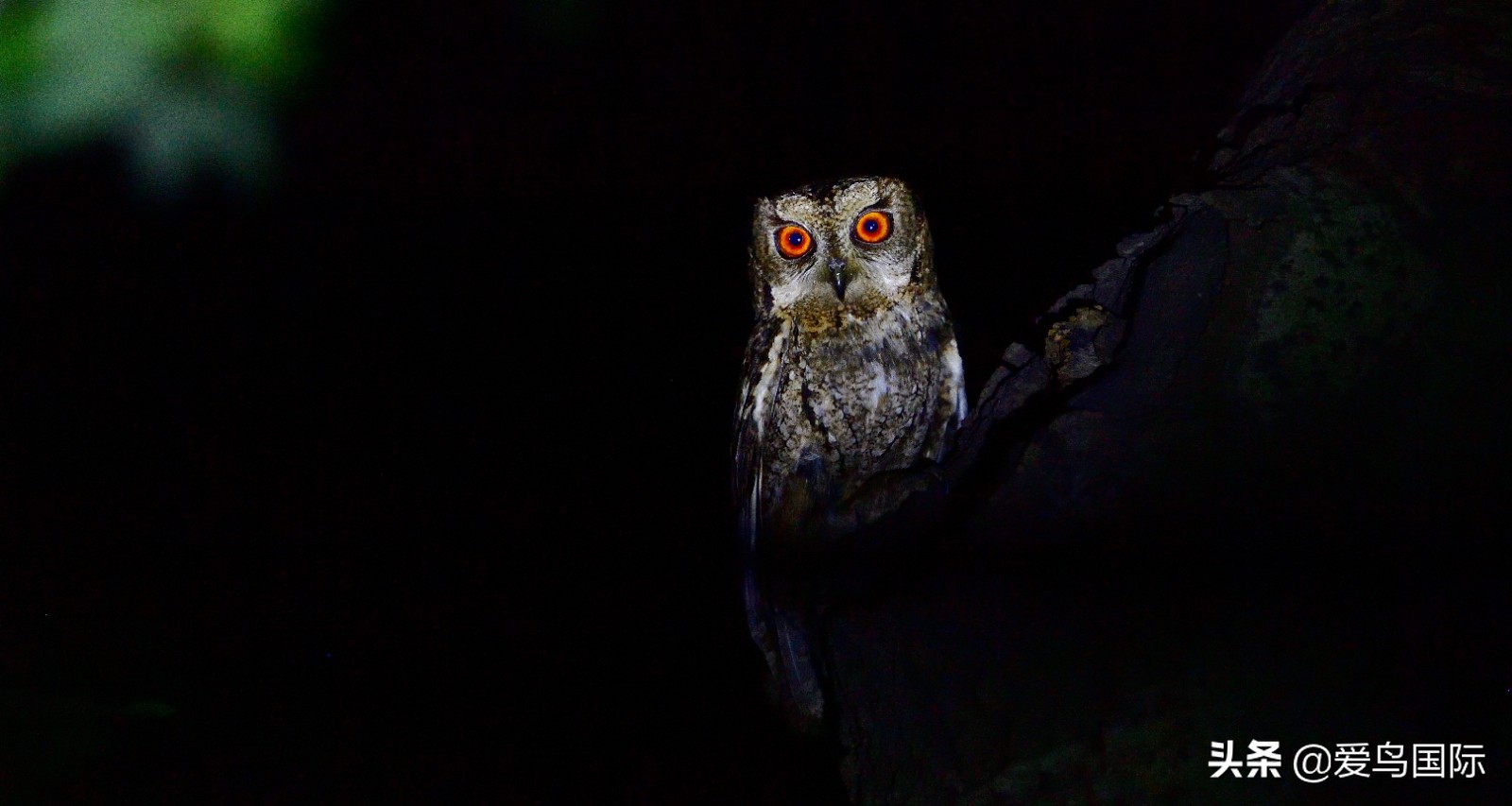 鸟类图片大全大图观赏,鸟类照片合集