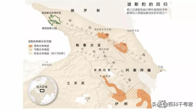 美洲豹是最强大的猫科,最凶猛的猫科动物美洲豹