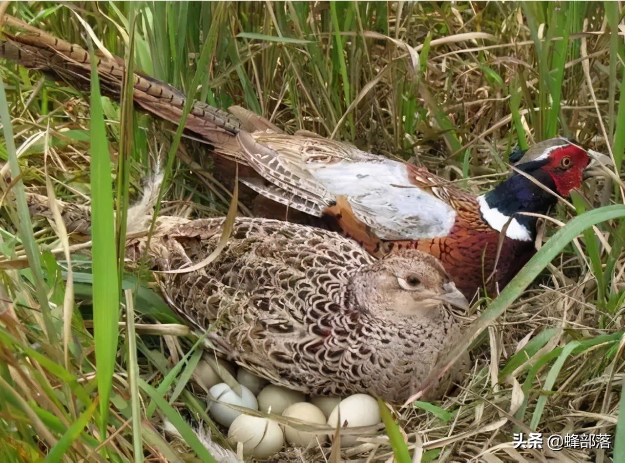 上山甲鱼下山野鸡不追是什么意思,上岸的甲鱼和下山的野鸡