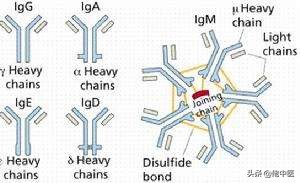 iga肾病中期是什么意思,iga肾病二期是什么意思