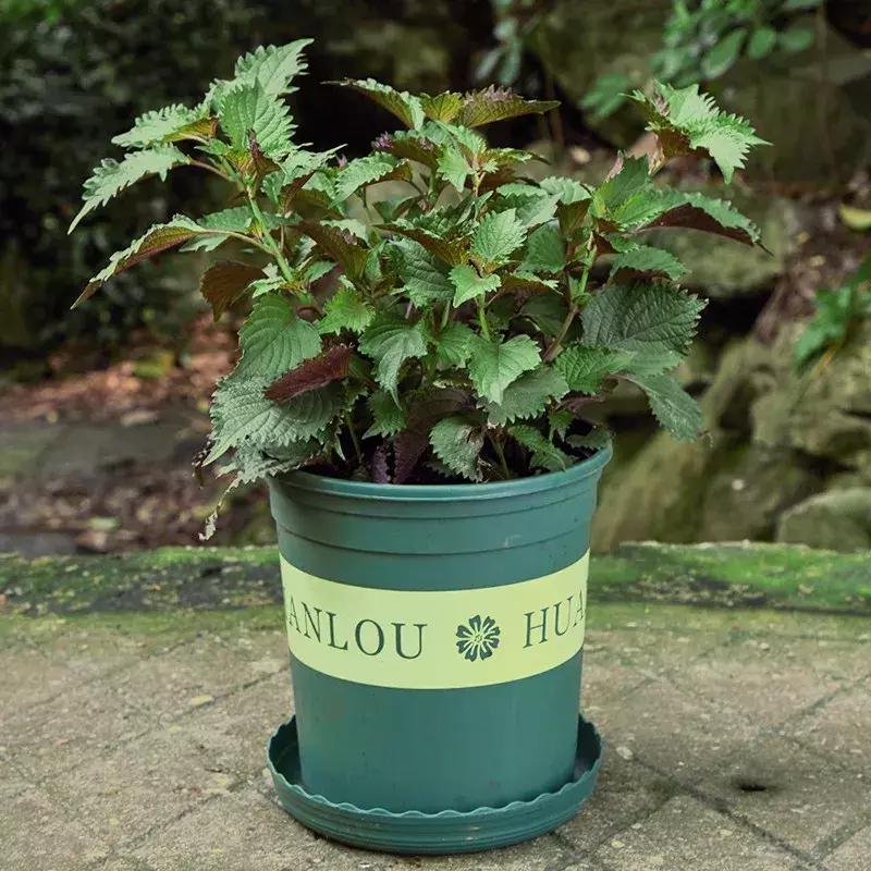 适合室内养的50种植物驱蚊,适合家里养的驱蚊的植物