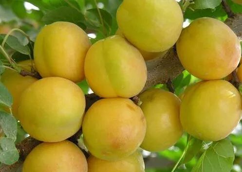 全新疆著名的特产,盘点十大新疆的特产