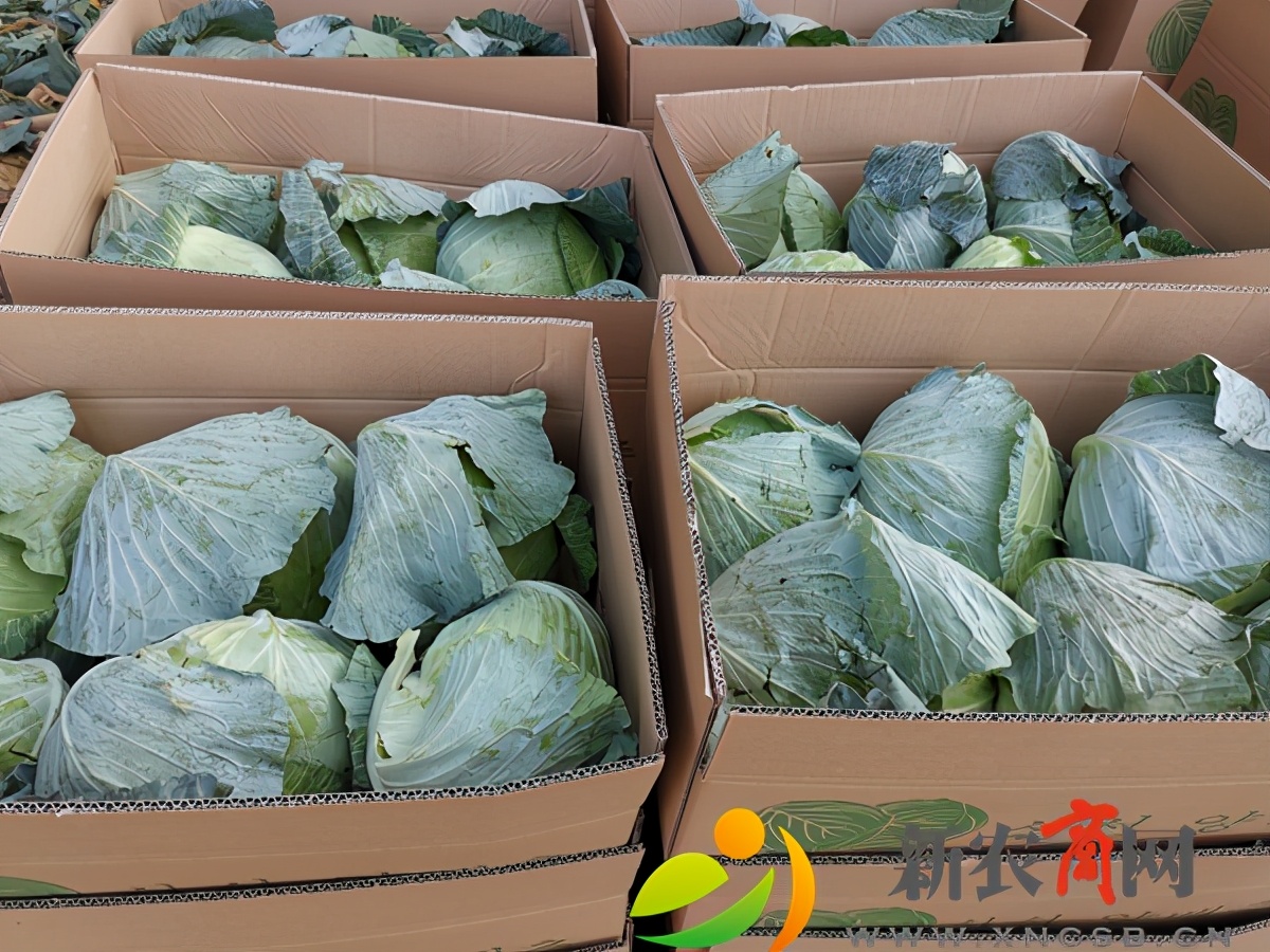 平度市仁兆镇甘蓝丰收销售忙（图）